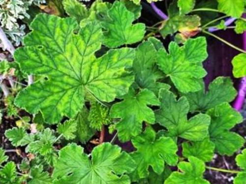 Pelargonium 'Godfrey's Pride' HORT'IS VIRIDIOS (R)