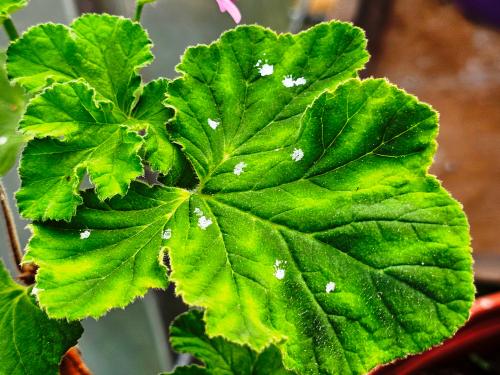 Pelargonium 'Godfrey's Pride' HORT'IS VIRIDIOS (R)