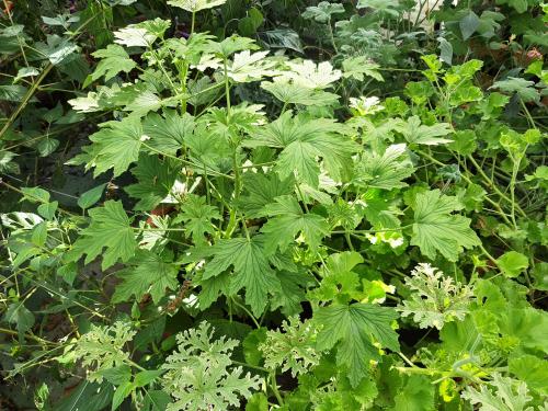 Pelargonium scabrum  HORT'IS VIRIDIOS (R)