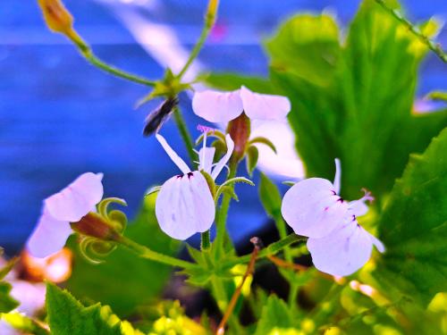 Pelargonium scabrum  HORT'IS VIRIDIOS (R)