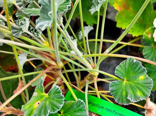 Pelargonium sidoides HORT'IS VIRIDIOS (R)