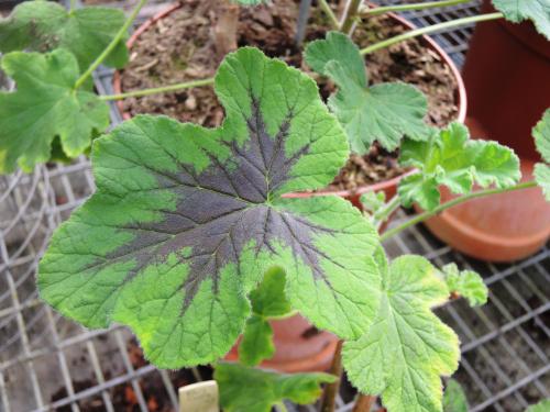 Pelargonium tomentosum ‘Chocolate’ HORT'IS VIRIDIOS (R)