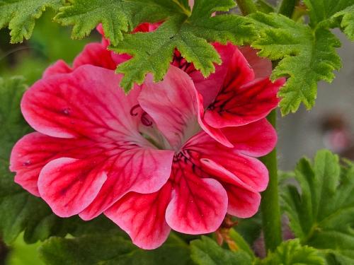 Pelargonium ‘Lirique’  HORT'IS VIRIDIOS (R)