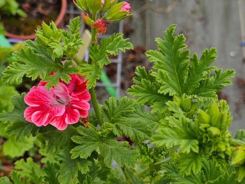 Pelargonium ‘Lirique’  HORT'IS VIRIDIOS (R)