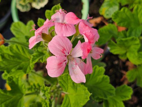 Pelargonium 'Sweet Mimosa'  HORT'IS VIRIDIOS (R)