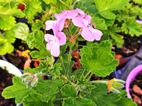 Pelargonium 'Sweet Mimosa'  HORT'IS VIRIDIOS (R)