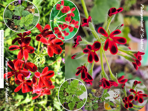 Pelargonium 'Ardens' HORT'IS VIRIDIOS (R)