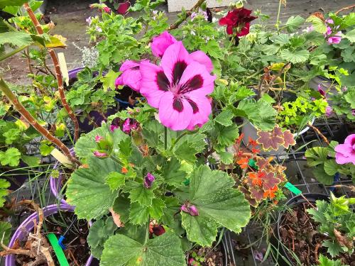 Pelargonium ‘Fantasia’  HORT'IS VIRIDIOS (R)