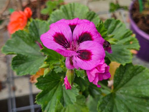Pelargonium ‘Fantasia’  HORT'IS VIRIDIOS (R)