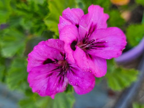 Pelargonium ‘Fantasia’  HORT'IS VIRIDIOS (R)