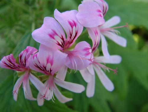 Pelargonium ‘Mabel Grey’ HORT'IS VIRIDIOS (R)