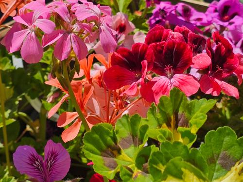 Pelargonium 'Trey's Unique' HORT'IS VIRIDIOS (R)