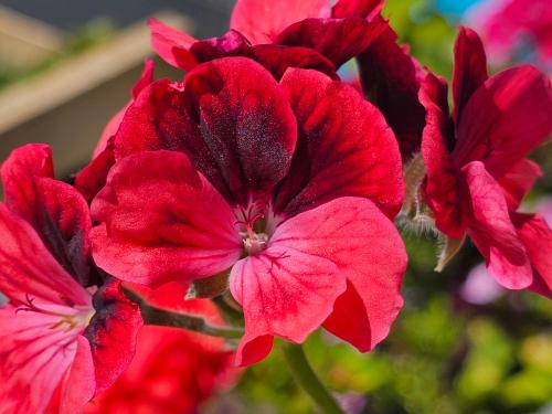 Pelargonium 'Trey's Unique' HORT'IS VIRIDIOS (R)