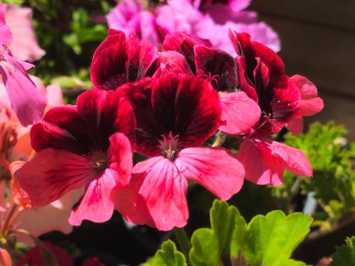 Pelargonium 'Trey's Unique' HORT'IS VIRIDIOS (R)