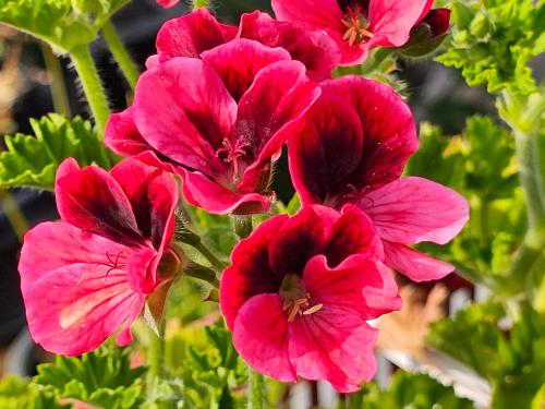 Pelargonium 'Trey's Unique' HORT'IS VIRIDIOS (R)
