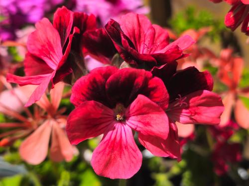Pelargonium 'Trey's Unique'