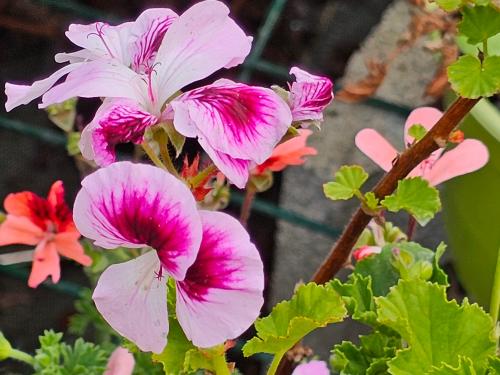 Pelargonium 'Wayward Angel' HORT'IS VIRIDIOS (R)