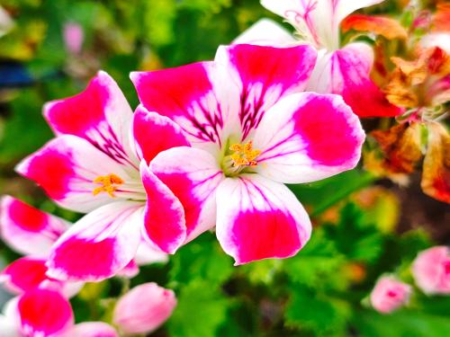 Pelargonium ‘Beronmunster'  HORT'IS VIRIDIOS (R)