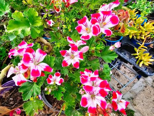 Pelargonium ‘Beronmunster'  HORT'IS VIRIDIOS (R)