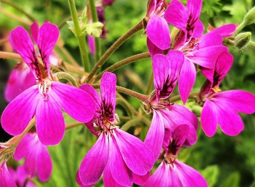 Pelargonium echinatum Miss Stapleton HORT'IS VIRIDIOS (R)
