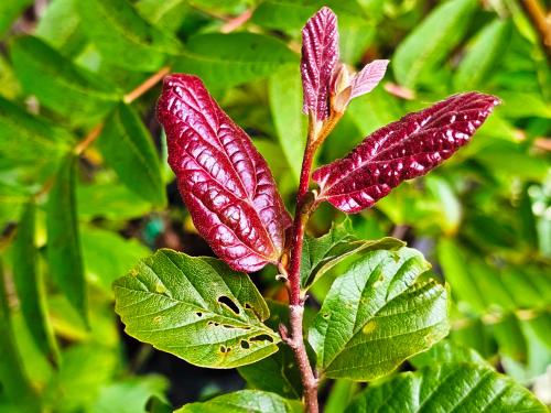 Parrotia persica ‘Vanessa’  HORT'IS VIRIDIOS (R)