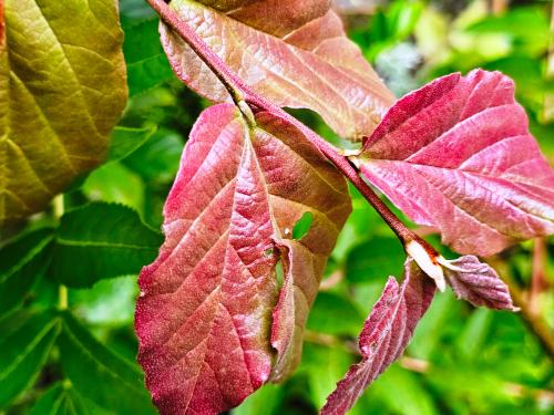 Parrotia persica ‘Vanessa’  HORT'IS VIRIDIOS (R)