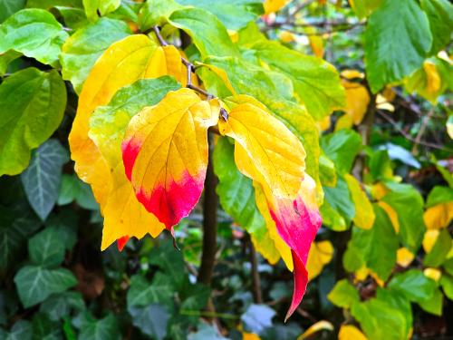 Parrotia persica ‘Vanessa’  HORT'IS VIRIDIOS (R)