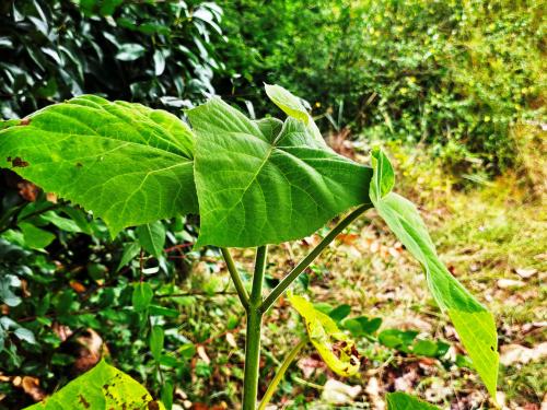 Paulownia tomentosa  HORT'IS VIRIDIOS (R)