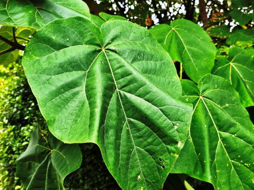 Paulownia tomentosa  HORT'IS VIRIDIOS (R)