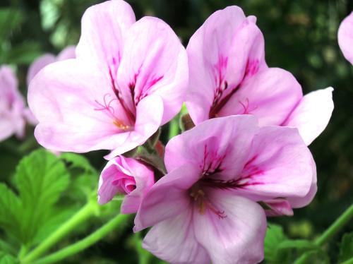Pelargonium 'Domaine de Courson' HORT'IS VIRIDIOS (R)