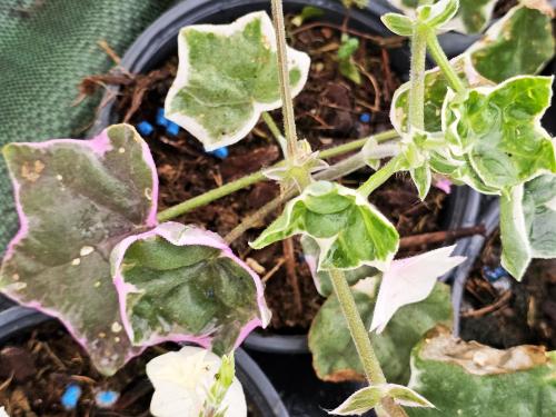 Pelargonium 'L'élégante' HORT'IS VIRIDIOS (R)