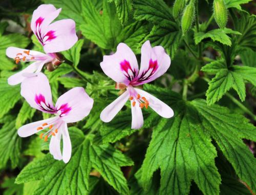 Pelargonium ‘Mabel Grey’ HORT'IS VIRIDIOS (R)