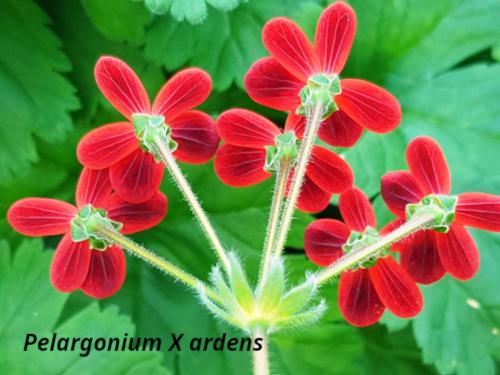 Pelargonium 'Ardens' HORT'IS VIRIDIOS (R)