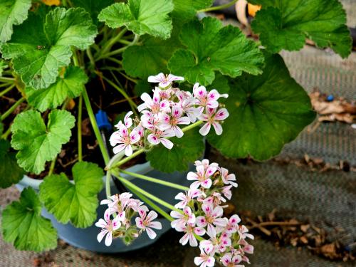 Pelargonium australe HORT'IS VIRIDIOS (R)