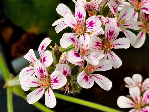 Pelargonium australe HORT'IS VIRIDIOS (R)