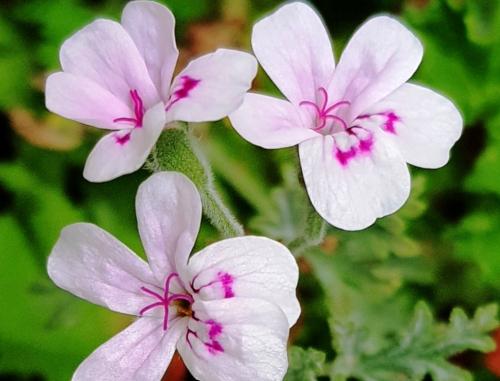 Pelargonium blandfordianum HORT'IS VIRIDIOS (R)