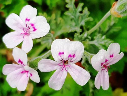 Pelargonium blandfordianum