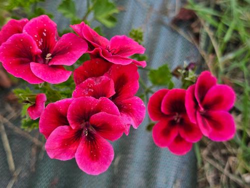 Pelargonium 'Bright Red' HORT'IS VIRIDIOS (R)