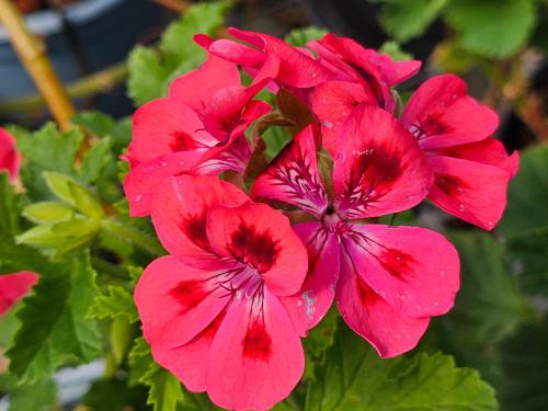 Pelargonium ‘Brunswick'  HORT'IS VIRIDIOS (R)