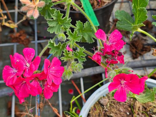 Pelargonium ‘Brunswick'  HORT'IS VIRIDIOS (R)