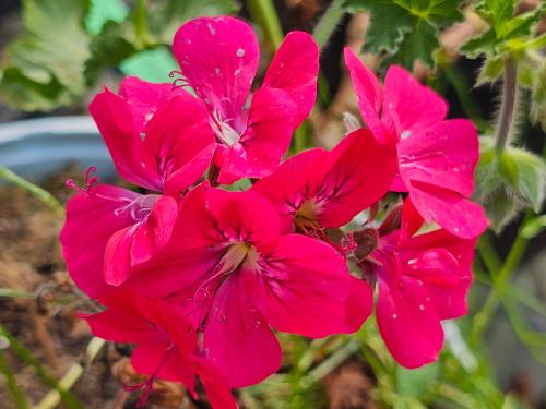 Pelargonium ‘Brunswick'  HORT'IS VIRIDIOS (R)