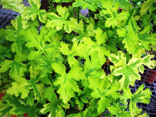 Pelargonium ‘Charity’  HORT'IS VIRIDIOS (R)