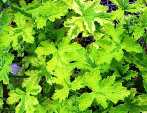 Pelargonium ‘Charity’  HORT'IS VIRIDIOS (R)