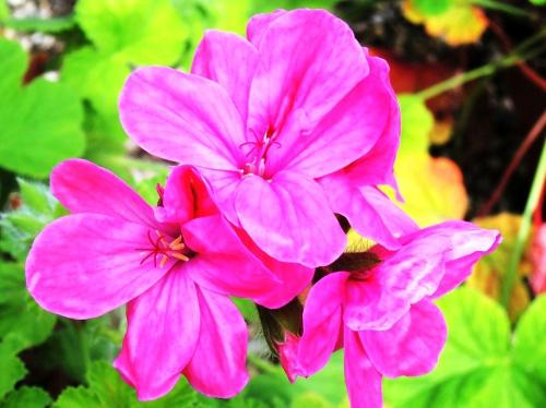 Pelargonium 'Clorinda' HORT'IS VIRIDIOS (R)