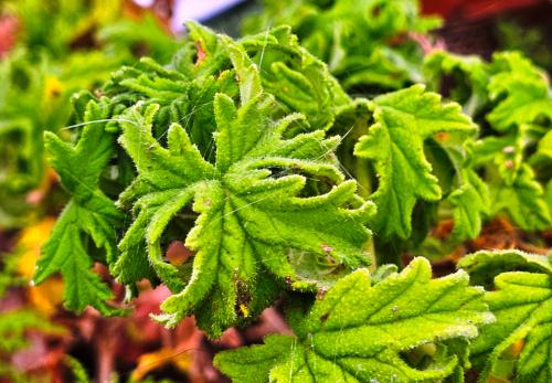 Pelargonium 'Crispy' HORT'IS VIRIDIOS (R)