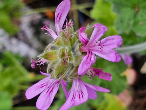 Pelargonium 'Crispy' HORT'IS VIRIDIOS (R)