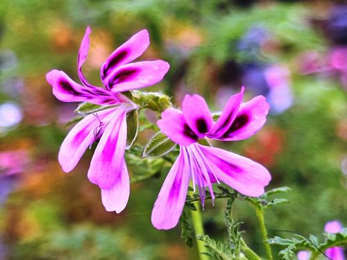 Pelargonium denticulatum HORT'IS VIRIDIOS (R)