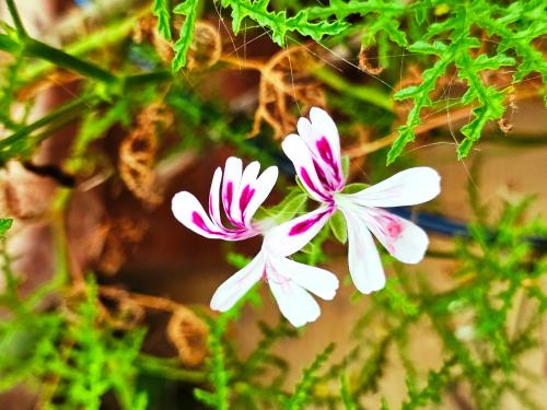 Pelargonium denticulatum 'Filicifolium' HORT'IS VIRIDIOS (R)