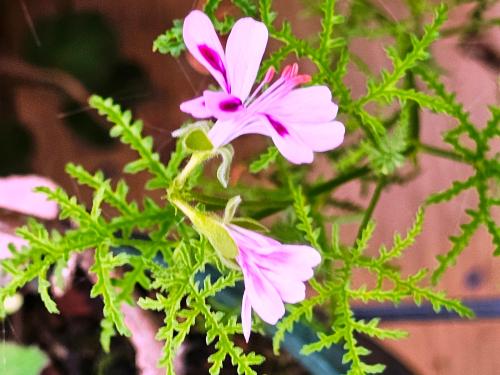 Pelargonium denticulatum 'Filicifolium' HORT'IS VIRIDIOS (R)