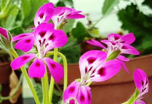 Pelargonium echinatum Miss Stapleton HORT'IS VIRIDIOS (R)